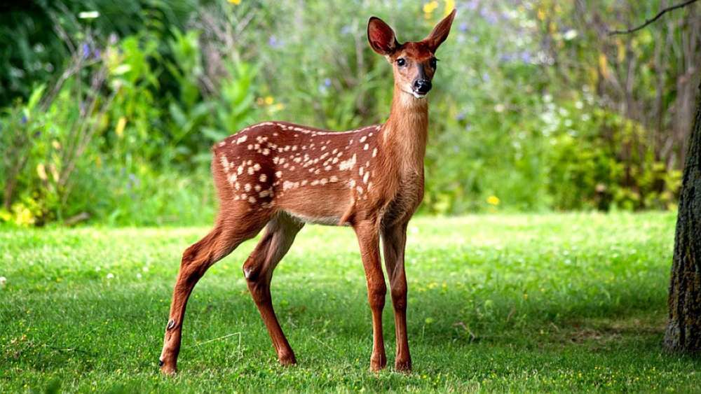 Curious Fawn in Lush Forest wallpaper