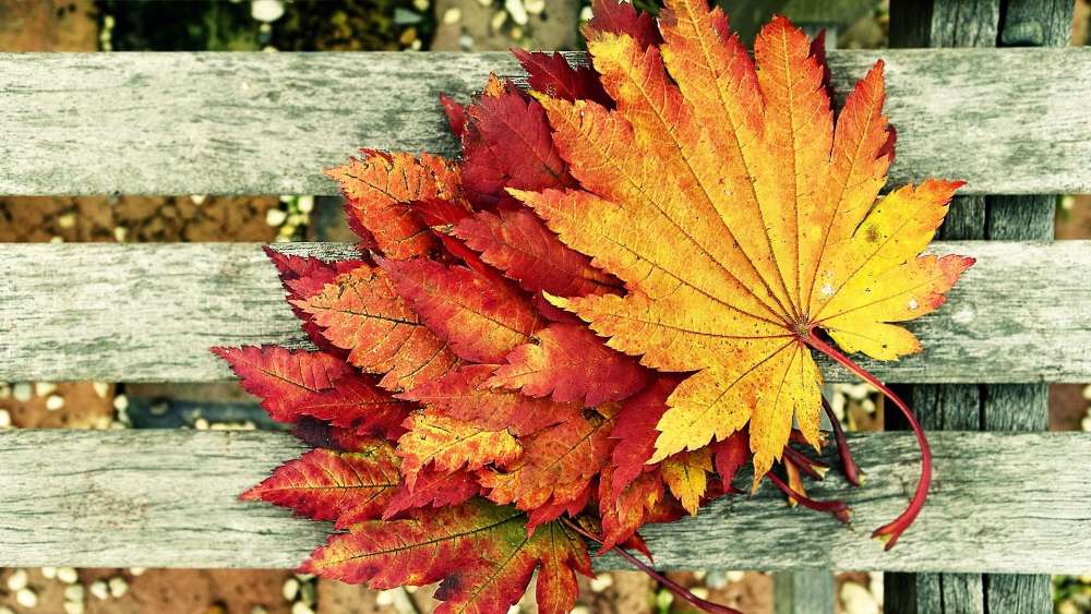 Autumn's Vivid Palette on Wooden Canvas wallpaper