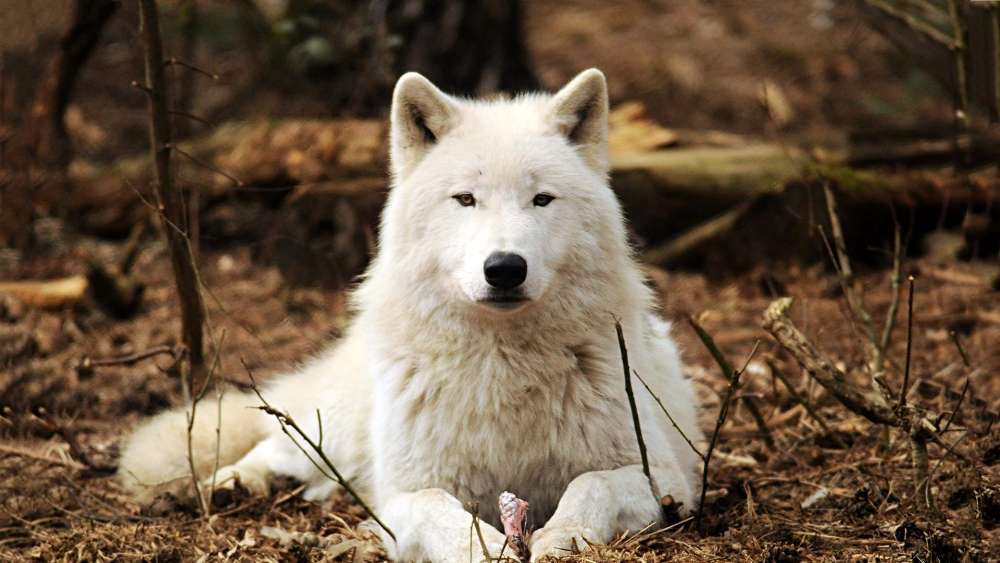 Majestic White Wolf in Repose wallpaper