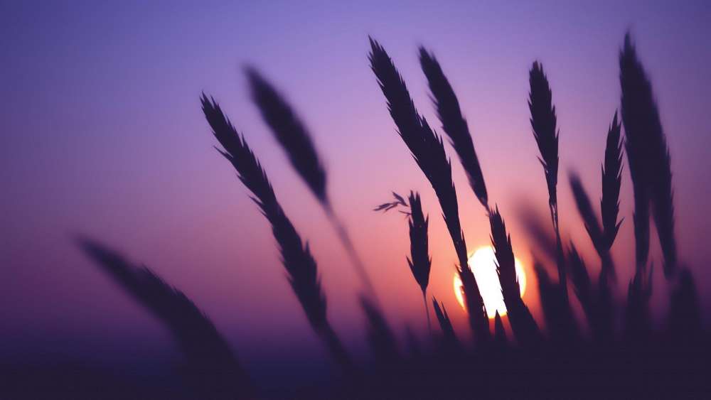 Glowing Wheat at Sunset wallpaper