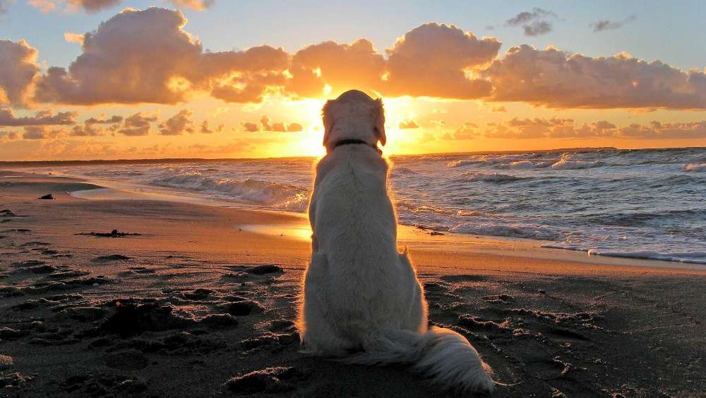 Dog Contemplating Sunset at Sea wallpaper