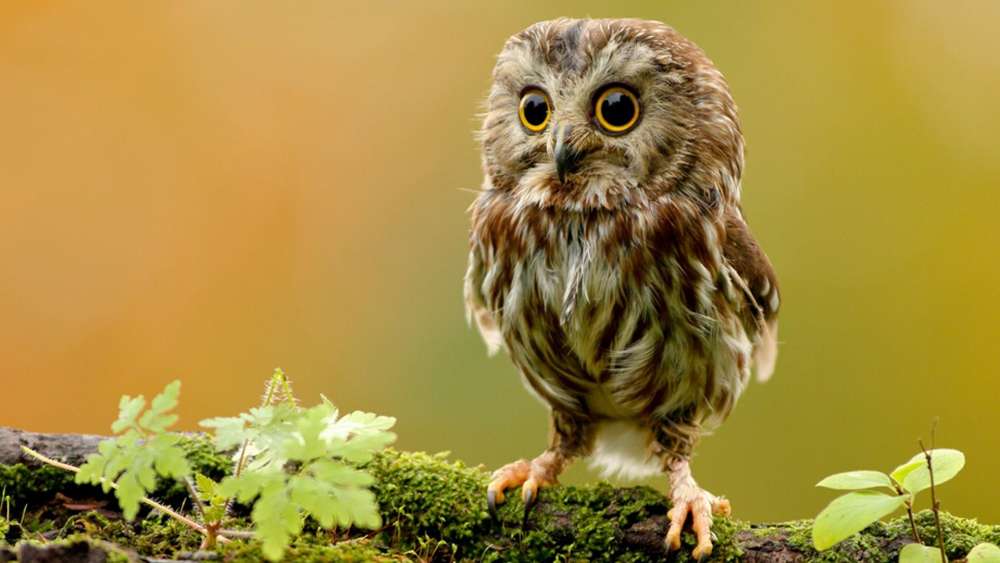 Adorable Owl in a Lush Green Forest wallpaper