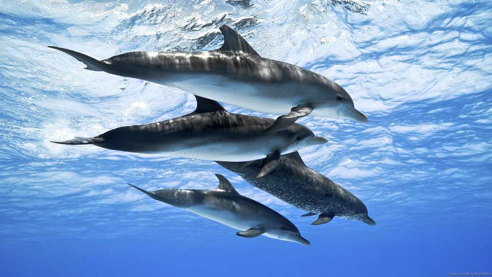 Dolphins Gliding through Pristine Blue Waters wallpaper