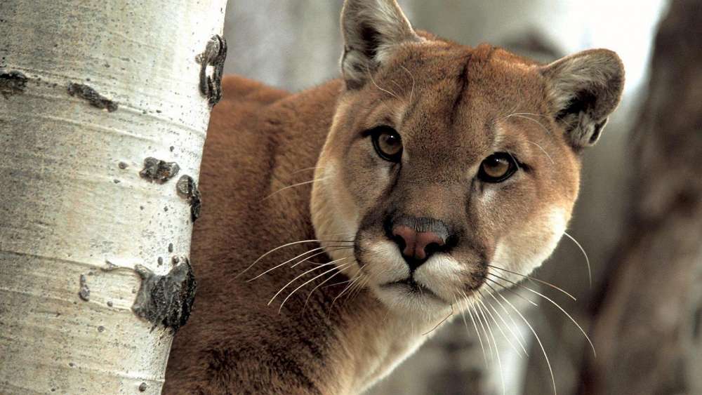 Majestic Mountain Lion in Nature wallpaper