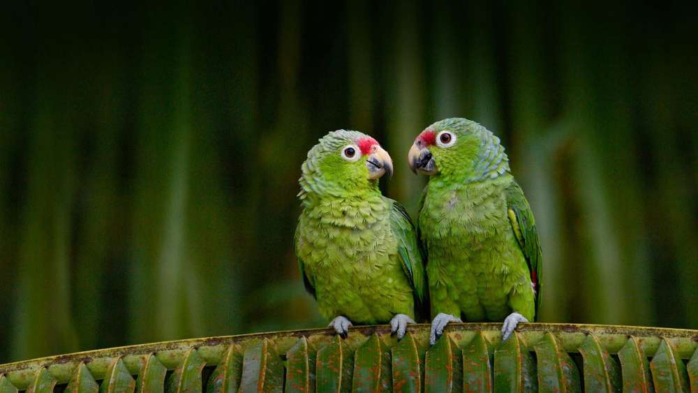 Parrot couple wallpaper