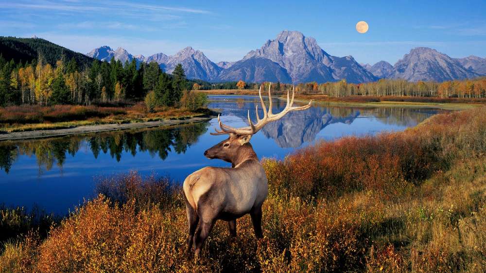 Majestic Elk in Serene Mountain Landscape wallpaper