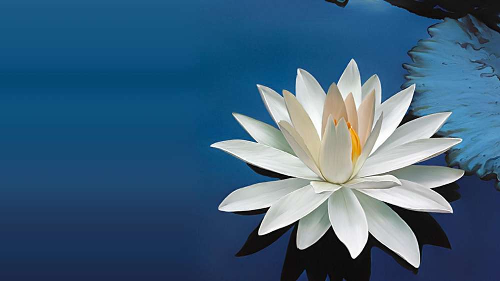 Serene Water Lily Bloom wallpaper