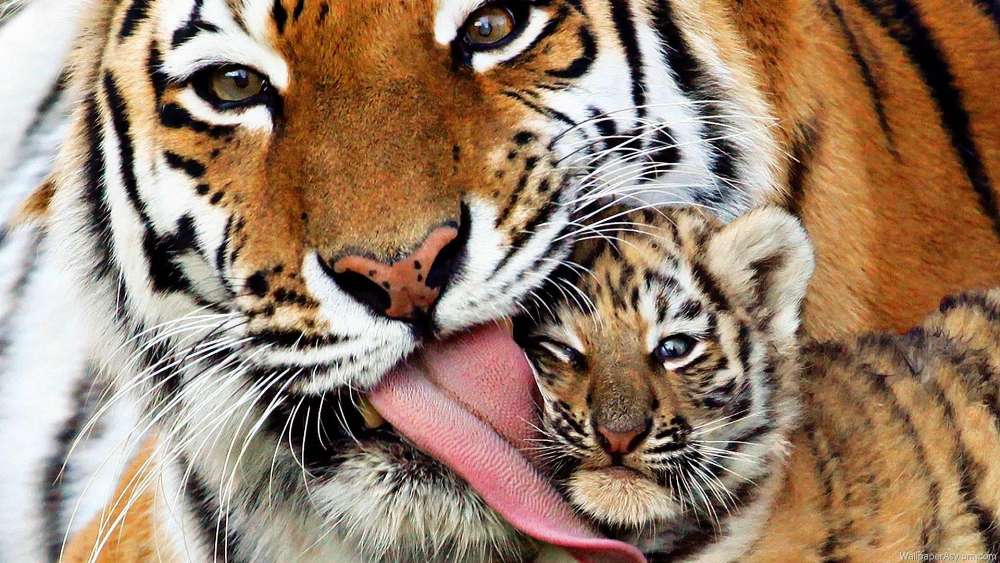 Tiger Mom's Tender Care wallpaper