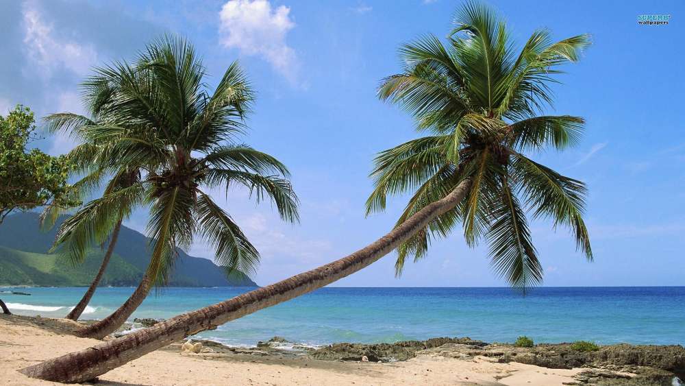 Tropical Paradise with Lush Palm Trees and Clear Blue Ocean wallpaper
