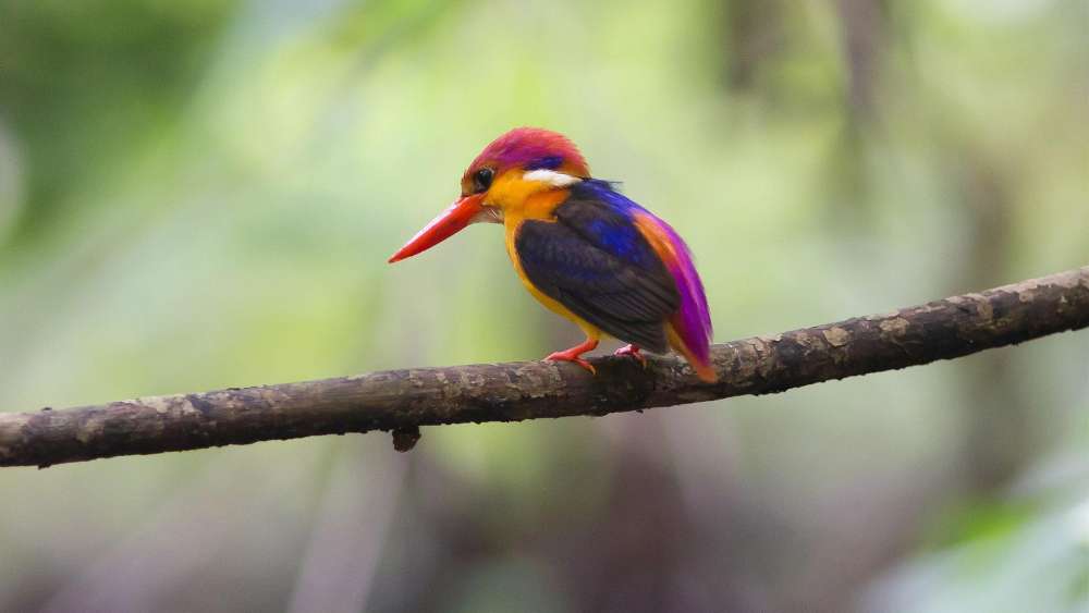 Vibrant Bird Perched in Natural Habitat wallpaper