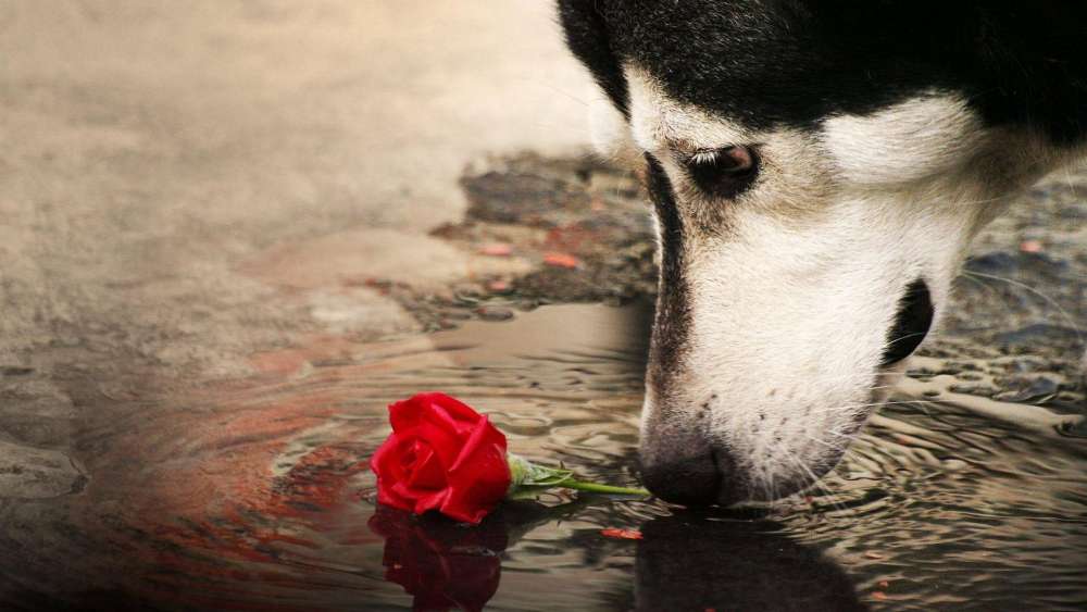Puppy Love in a Puddle Reflection wallpaper