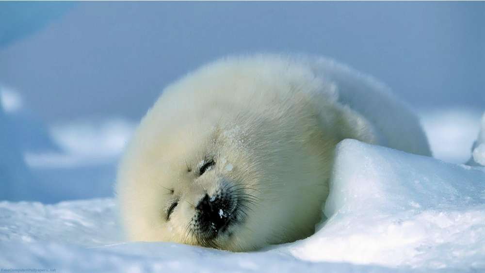 Baby Seal Slumbering on Snowy Landscape wallpaper