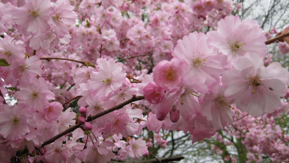 Springtime Cherry Blossoms in Full Bloom wallpaper