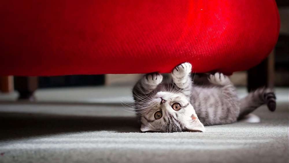 Playful Kitten Under a Red Cushion wallpaper