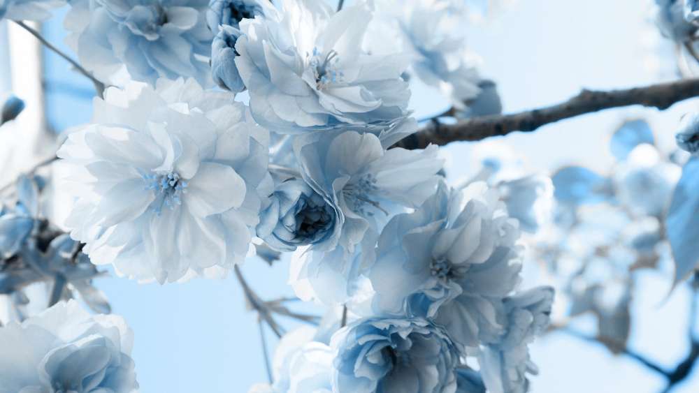 Serene Blue Blossoms on Twig wallpaper