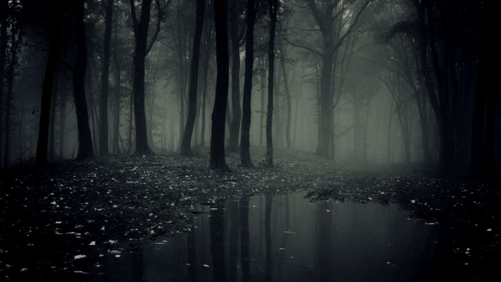 Scary misty forest wallpaper