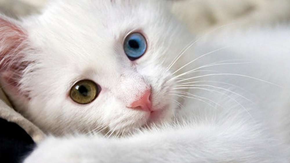 Enchanting Kitten with Heterochromia wallpaper