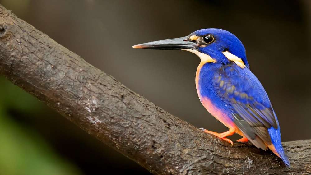 Kingfisher Perched on a Branch wallpaper