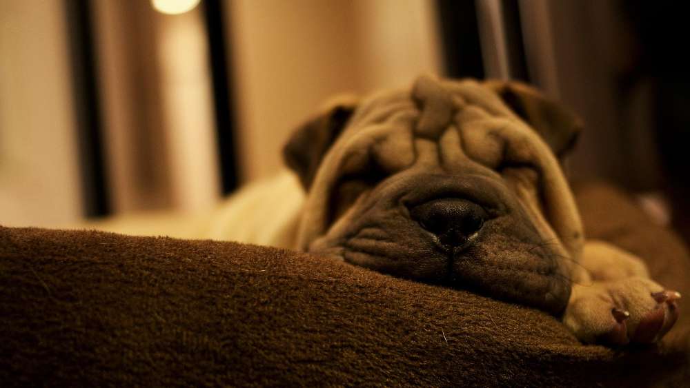 Adorable Puppy Sleeping Peacefully wallpaper