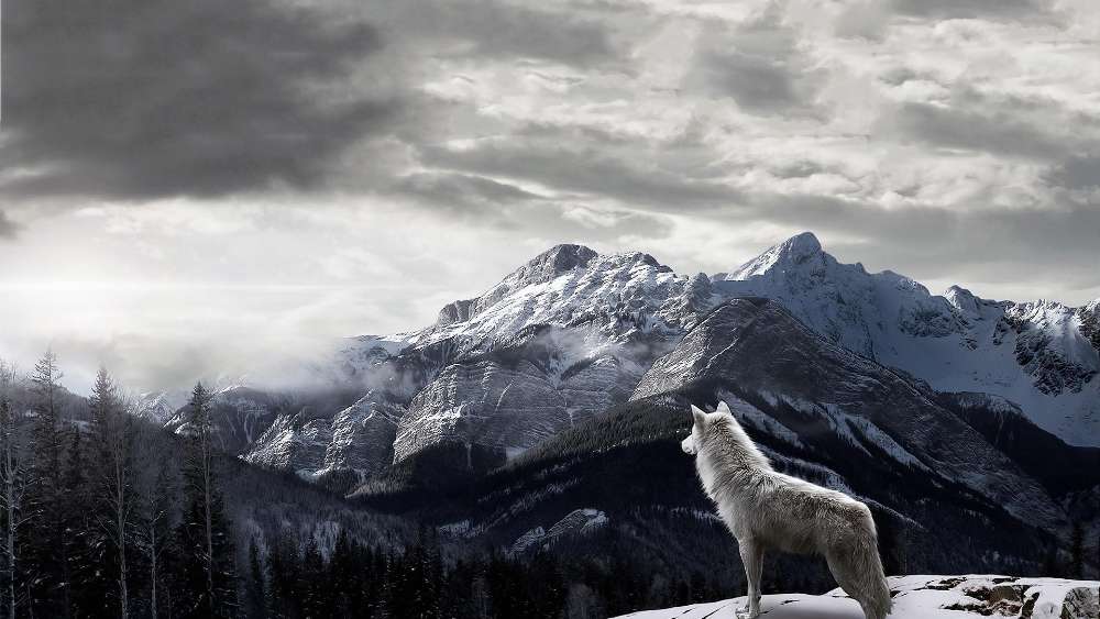 Majestic Wolf Overlooking Snowy Mountain Peaks wallpaper
