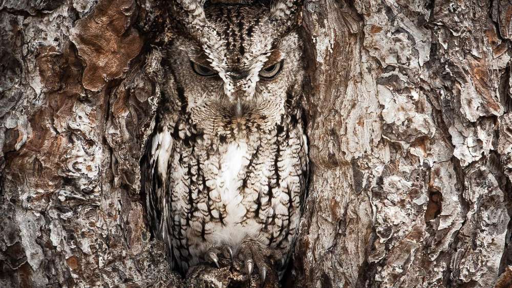 Owl Camouflaged in Tree Bark wallpaper