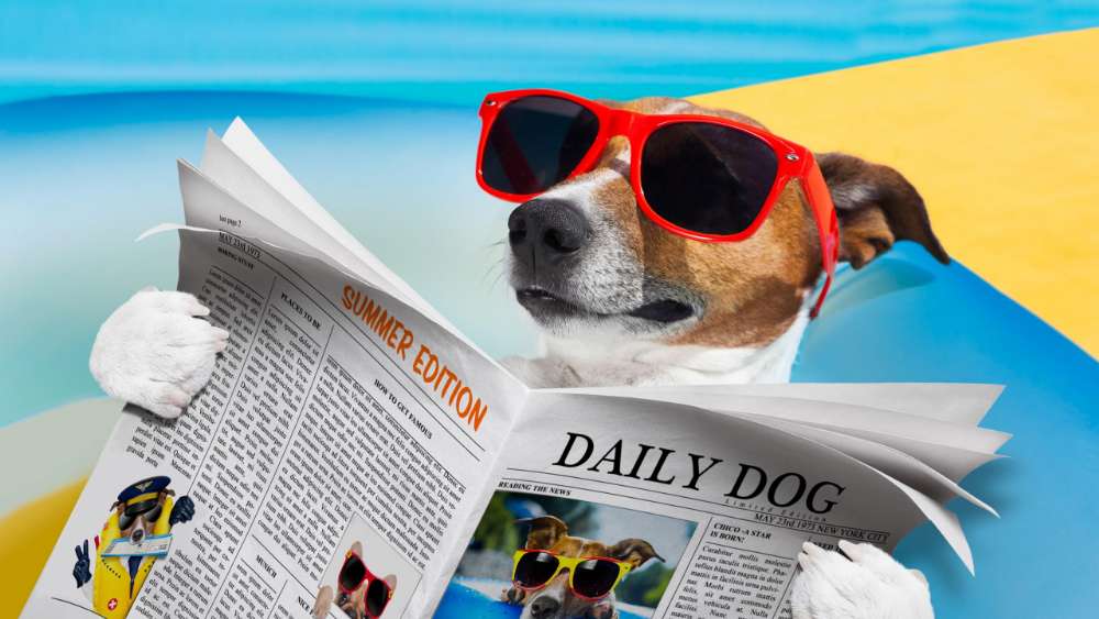 Dog in Shades Reading the News on the Beach wallpaper