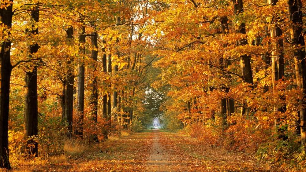 Autumn Road Through Golden Forest wallpaper