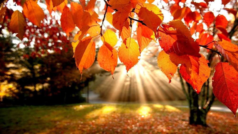Autumn Radiance with Sunlit Leaves wallpaper