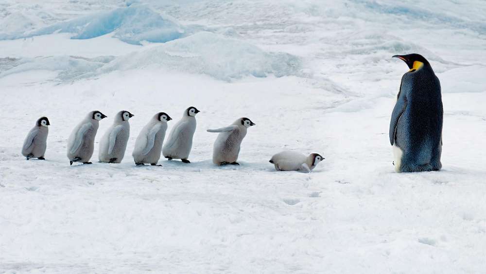 Penguin Family on a Frosty Journey wallpaper