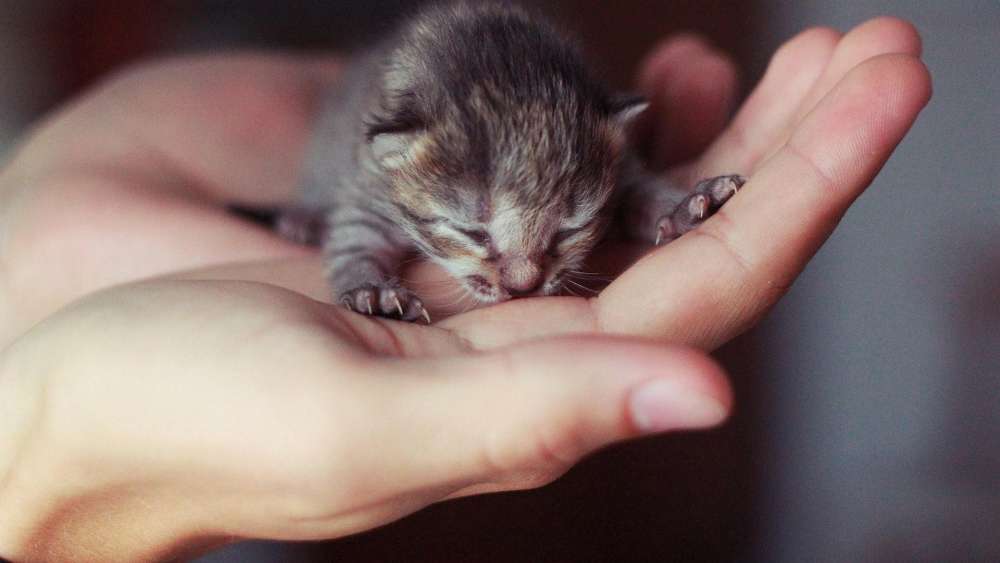 Tiny Feline in Gentle Hands wallpaper