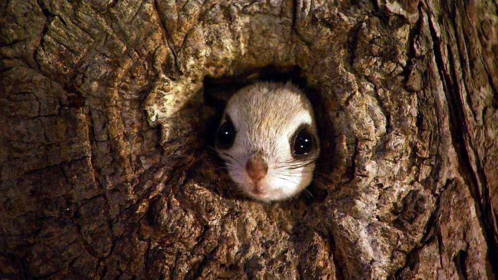 Peeking Squirrel in Tree Hideaway wallpaper