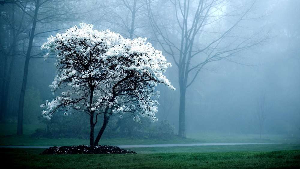 Misty Morning Bloom in Serene Park wallpaper