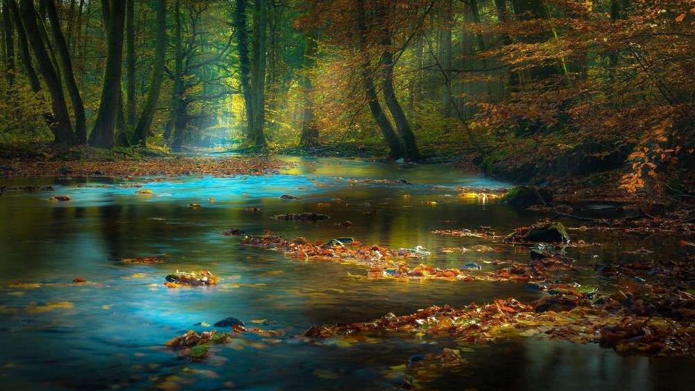 Enchanted Autumn Forest Stream wallpaper