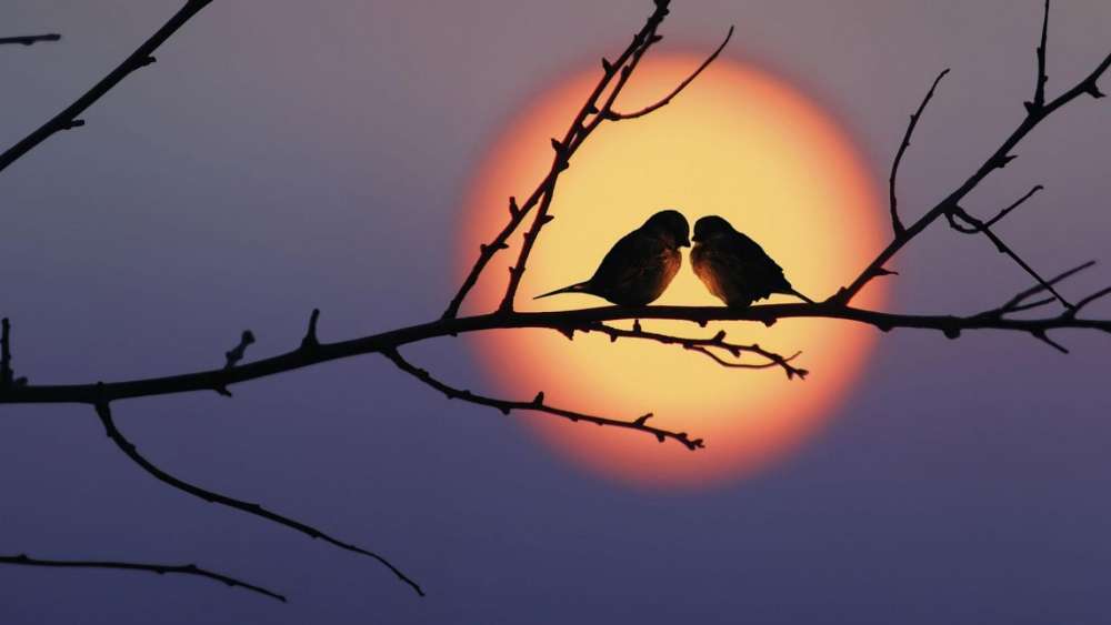 Lovebirds Silhouetted Against a Setting Sun wallpaper