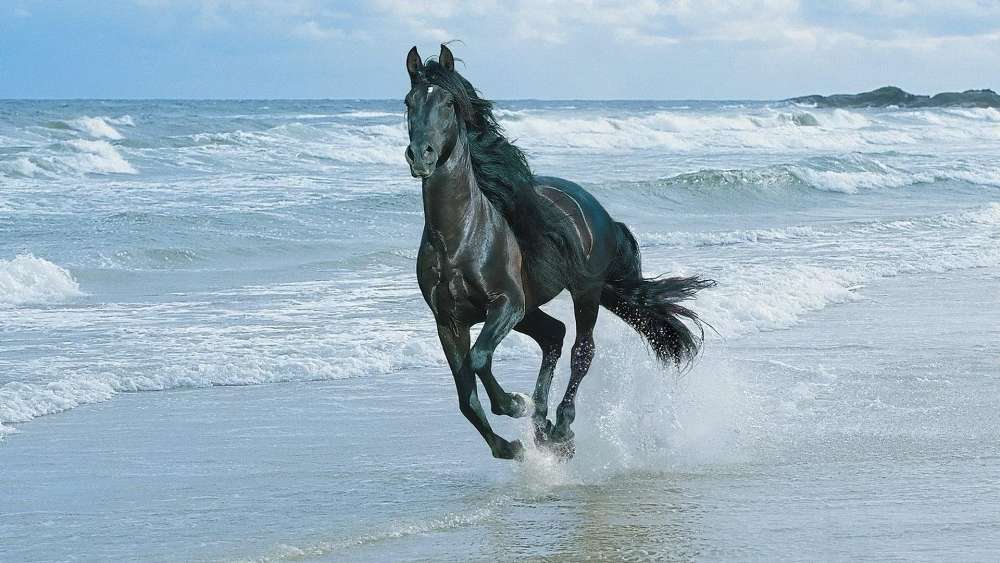 Majestic Horse Galloping on the Beach wallpaper