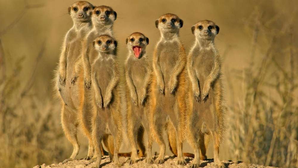 Meerkat Family Vigilance wallpaper