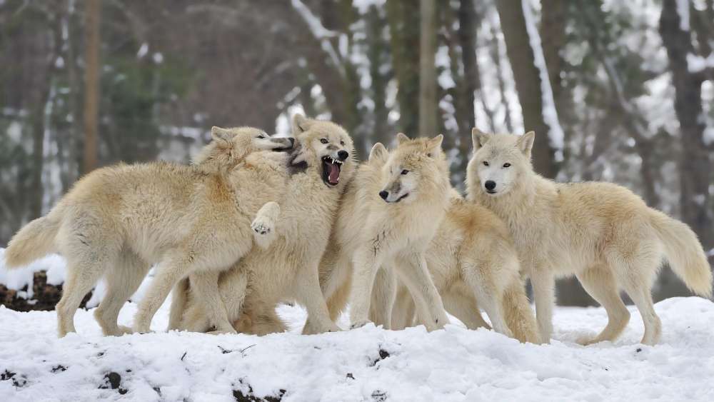 Winter Wolves in Playful Assembly wallpaper
