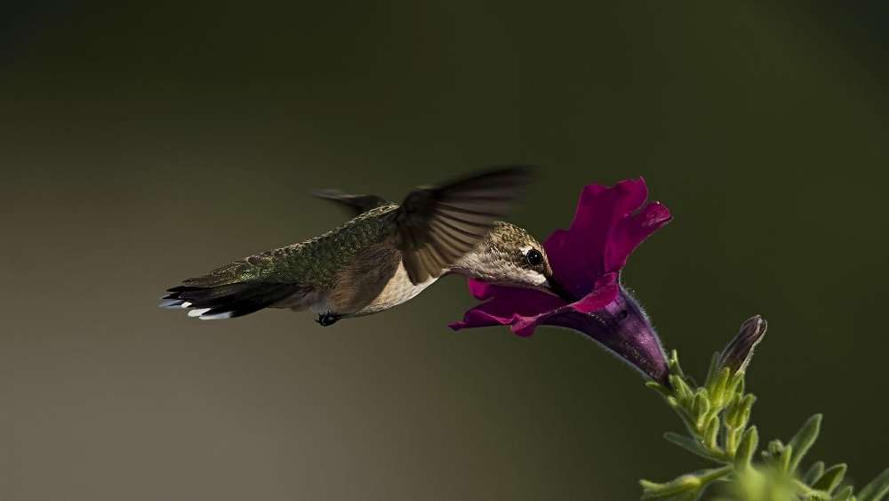 Hummingbird in Flight Embracing Nature's Beauty wallpaper