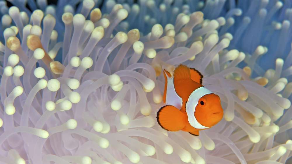 Clownfish Amidst Coral Wonderland wallpaper