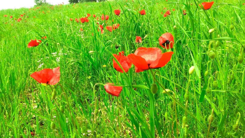 Poppies in the grass wallpaper