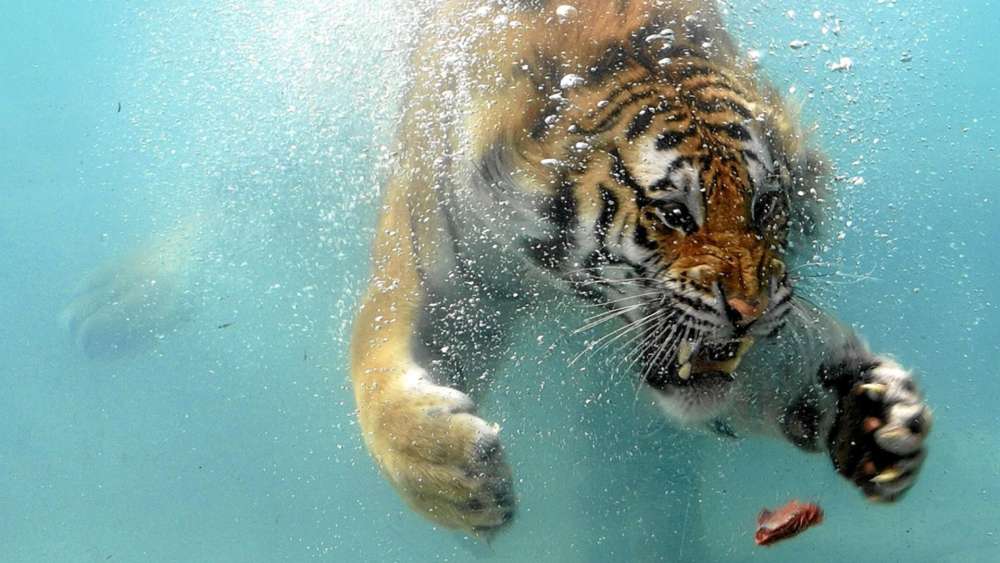 Majestic Tiger Swimming Underwater wallpaper