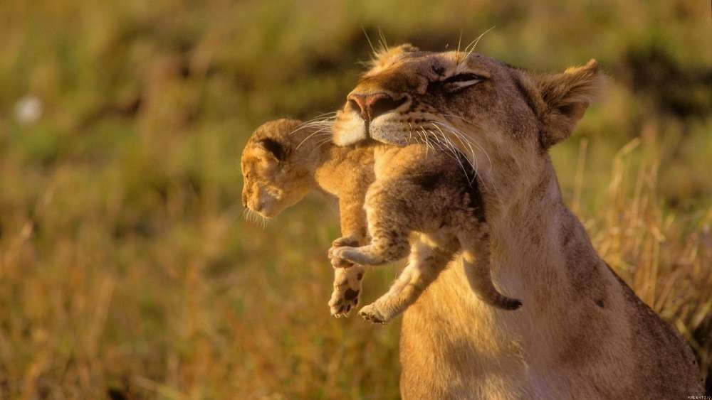 Lioness Embrace in the Wild wallpaper