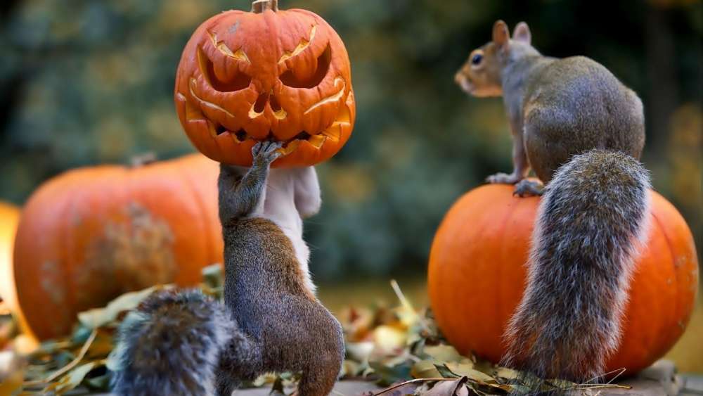 Squirrels Join the Halloween Festivities wallpaper