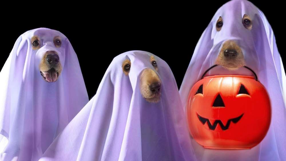 Ghostly Canine Trio on Halloween Night wallpaper