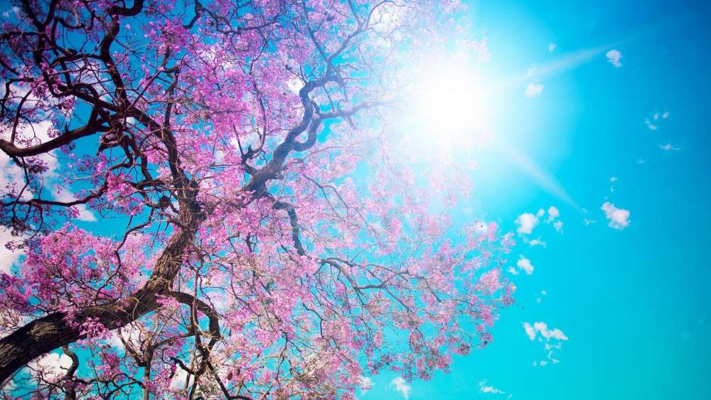 Spring Bloom Delight Under Blue Skies wallpaper