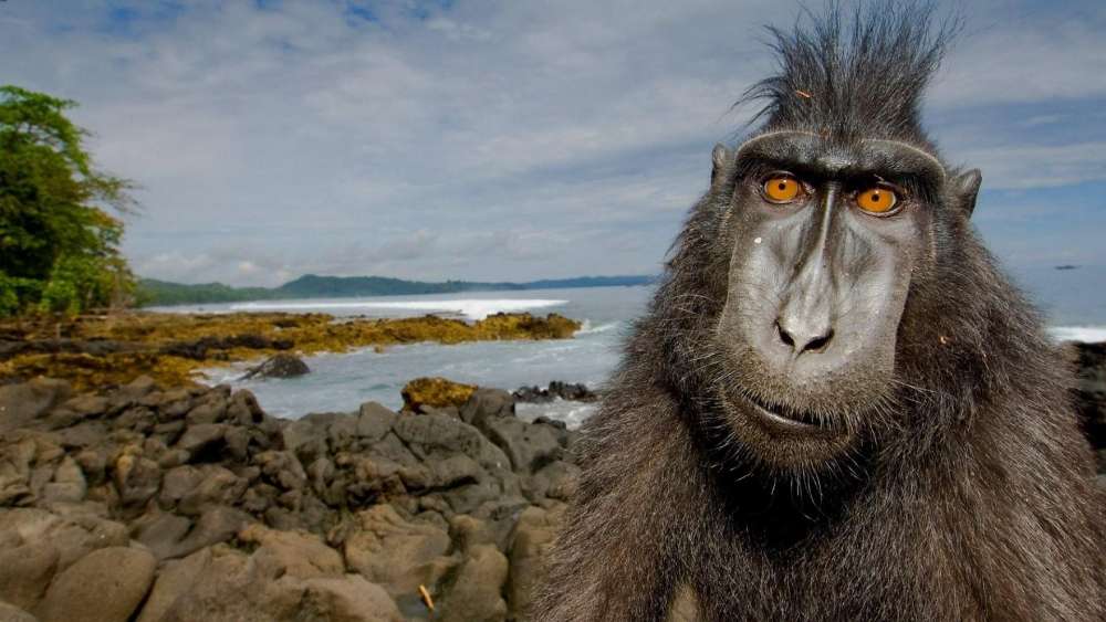 Monkey Selfie by the Seashore wallpaper