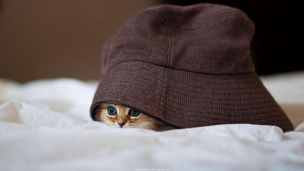 Peekaboo Cat in Cozy Hat wallpaper