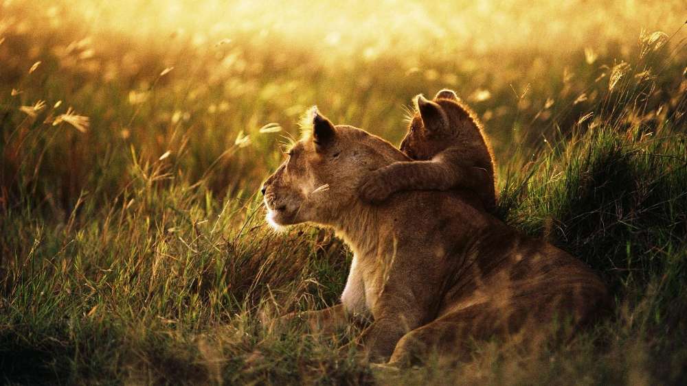 Golden Serenade of a Lioness and Cub wallpaper