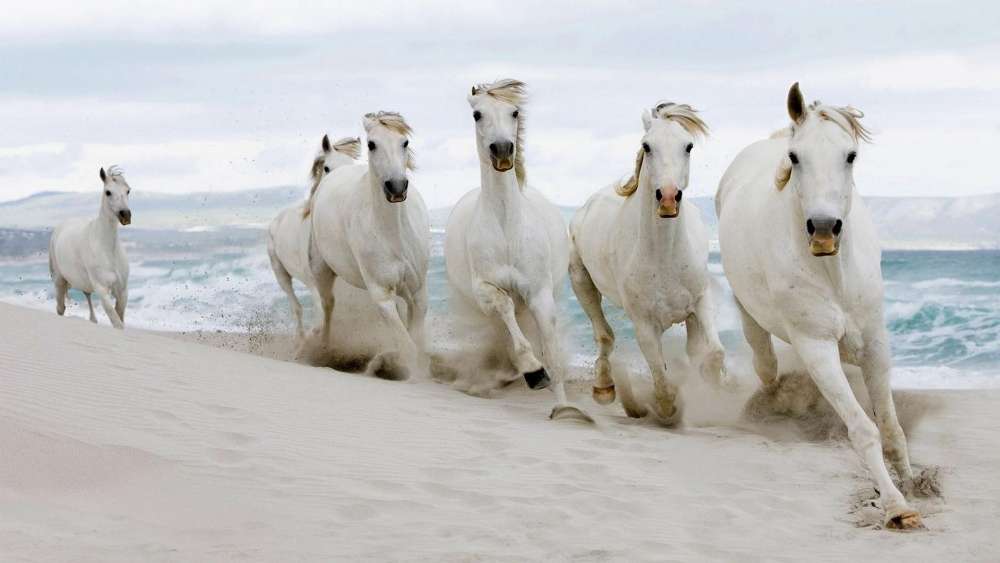 Majestic White Horses Galloping on the Beach wallpaper