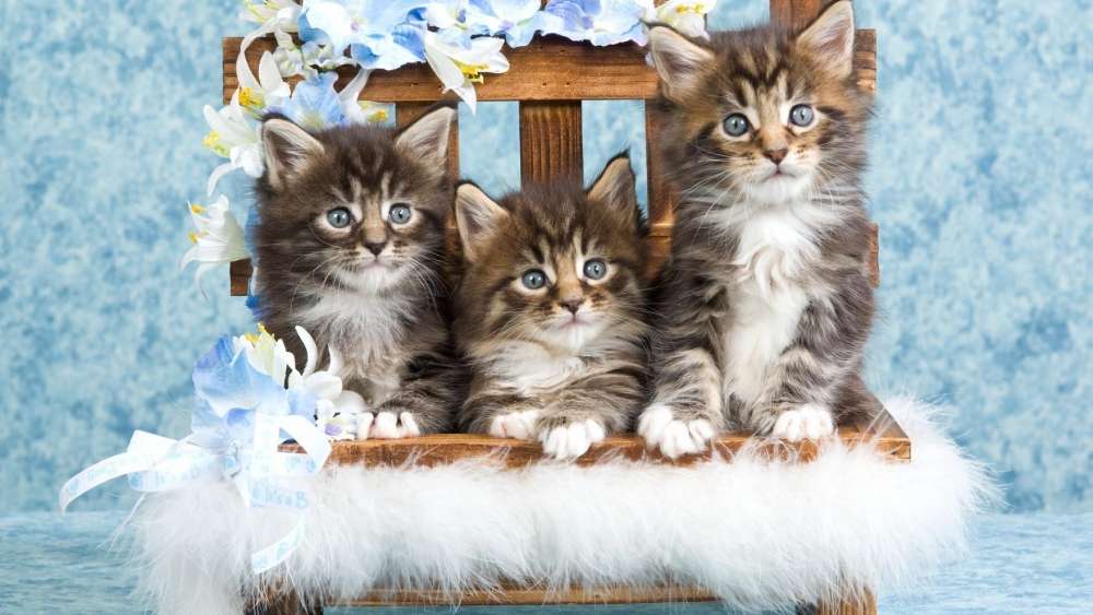 Adorable Trio of Fluffy Kittens wallpaper